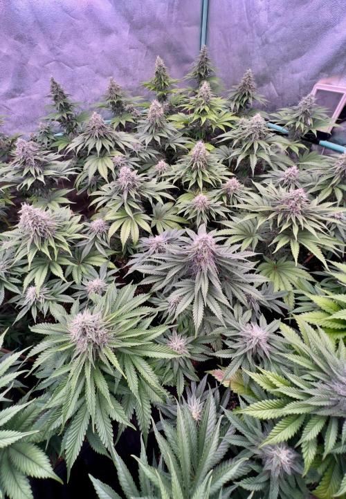 Mint Runtz. Week 7