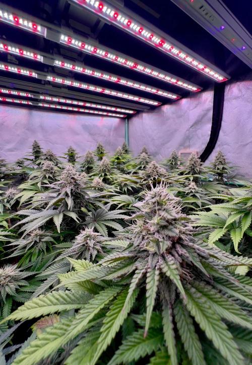 Mint Runtz. Week 7
