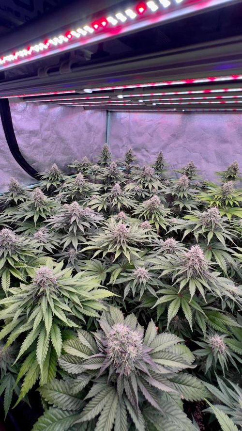 Mint Runtz. Week 7