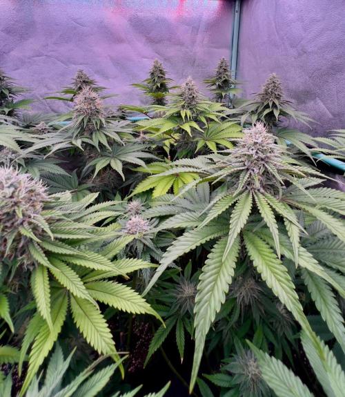 Mint Runtz. Week 7