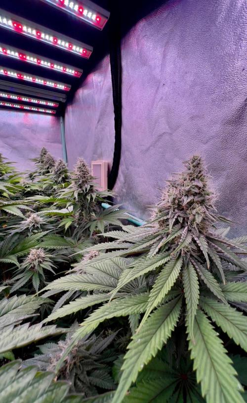 Mint Runtz. Week 7