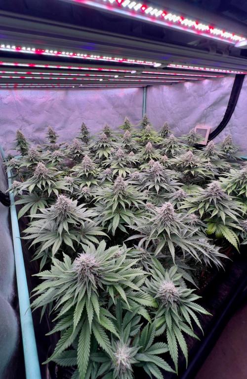 Mint Runtz. Week 7