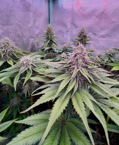Mint Runtz. Week 7