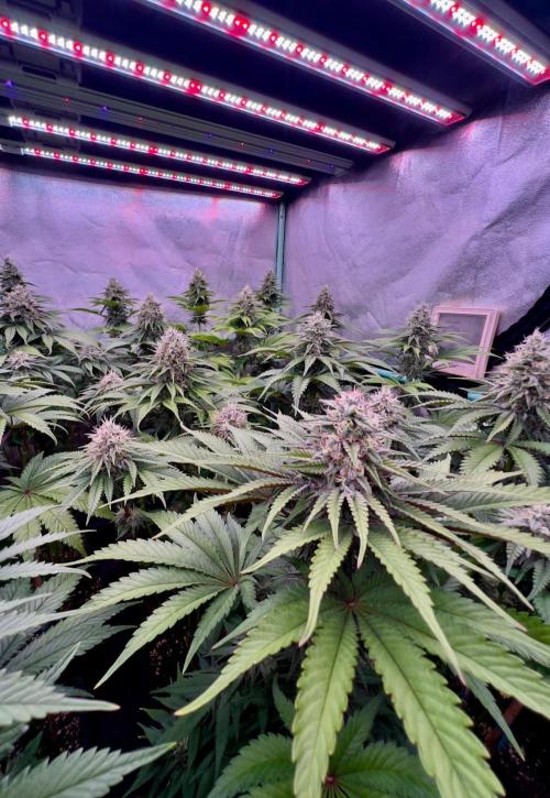Mint Runtz. Week 7