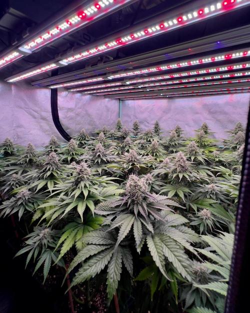 Mint Runtz. Week 7