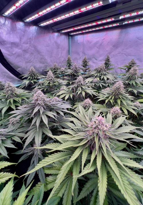 Mint Runtz. Week 7