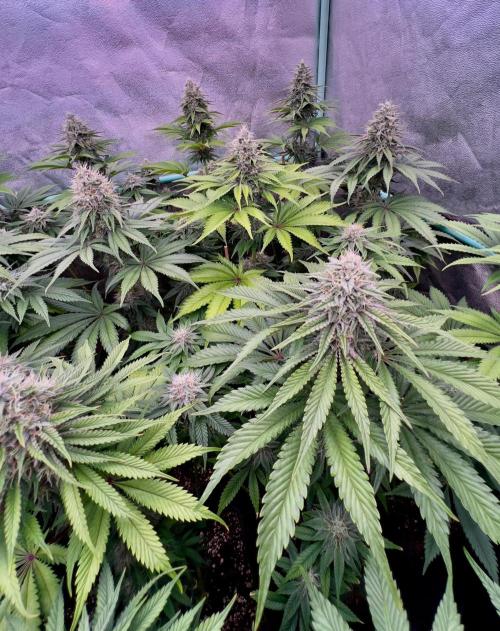 Mint Runtz. Week 7