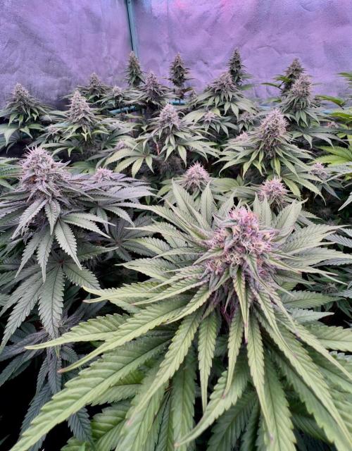 Mint Runtz. Week 7
