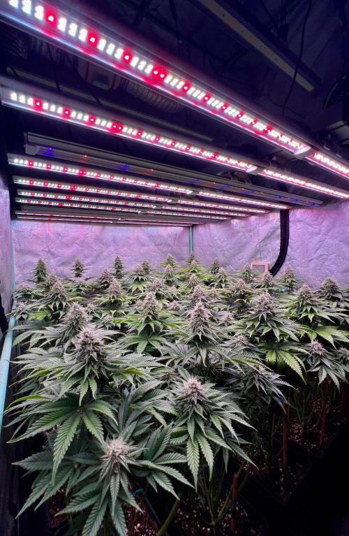 Mint Runtz. Week 7