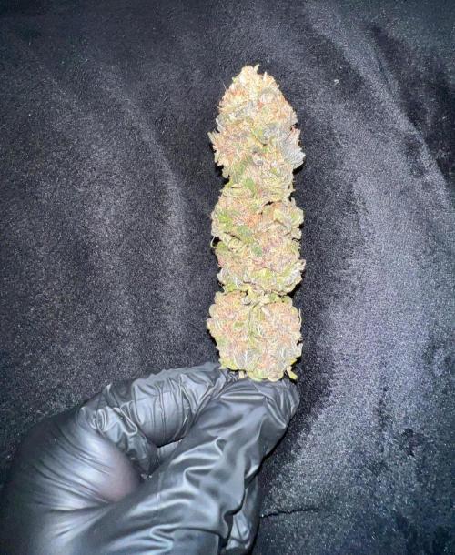 Gold Bar Kush. Week 11