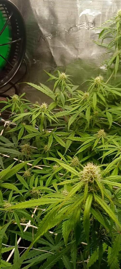 New York Sour D