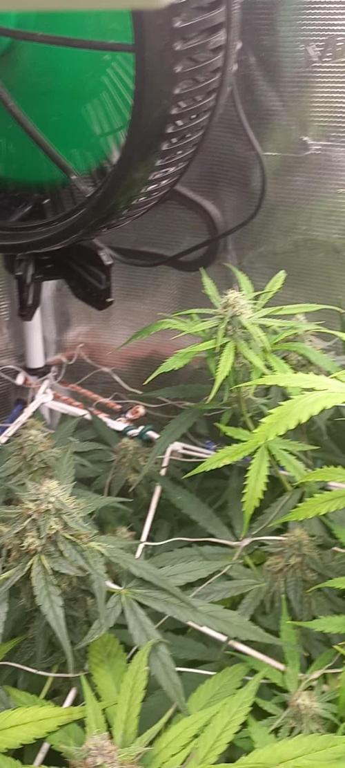 New York Sour D