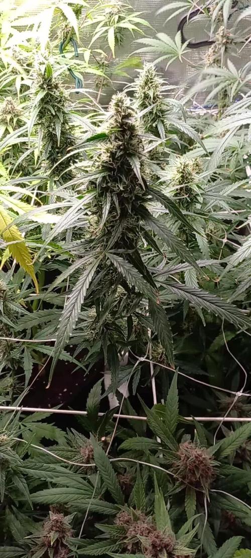 Mix autoflowering