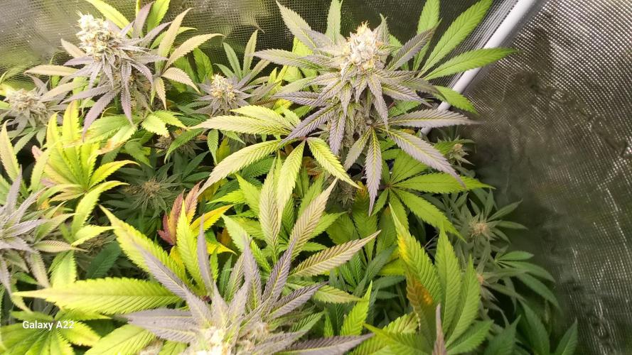 Cookies casket. Week 7