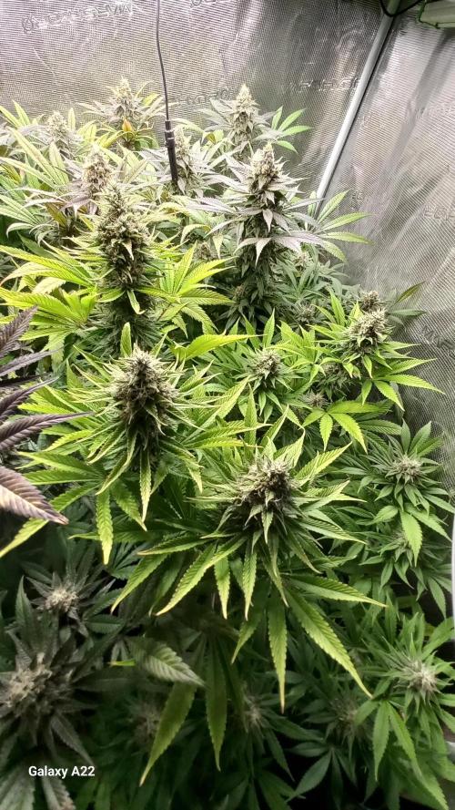 Cookies casket. Week 7