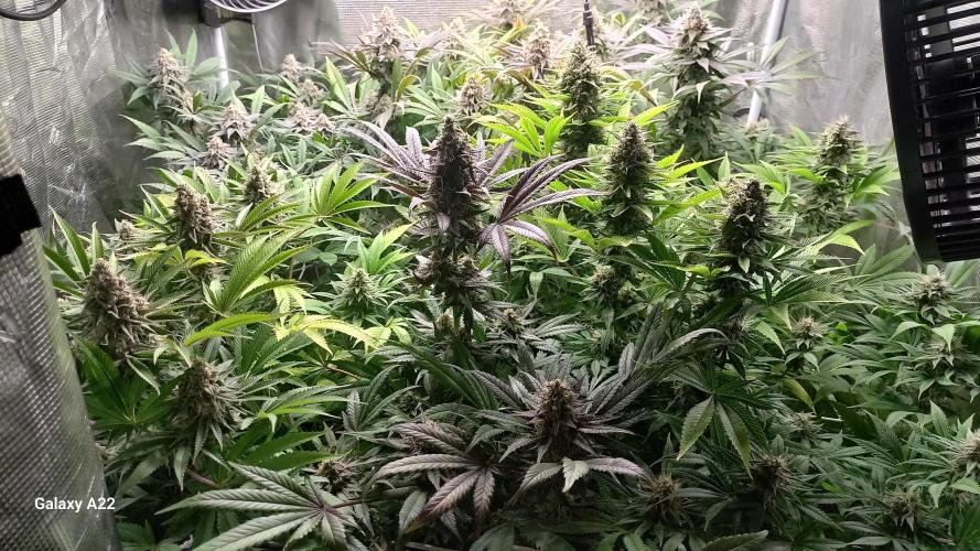 Cookies casket. Week 7