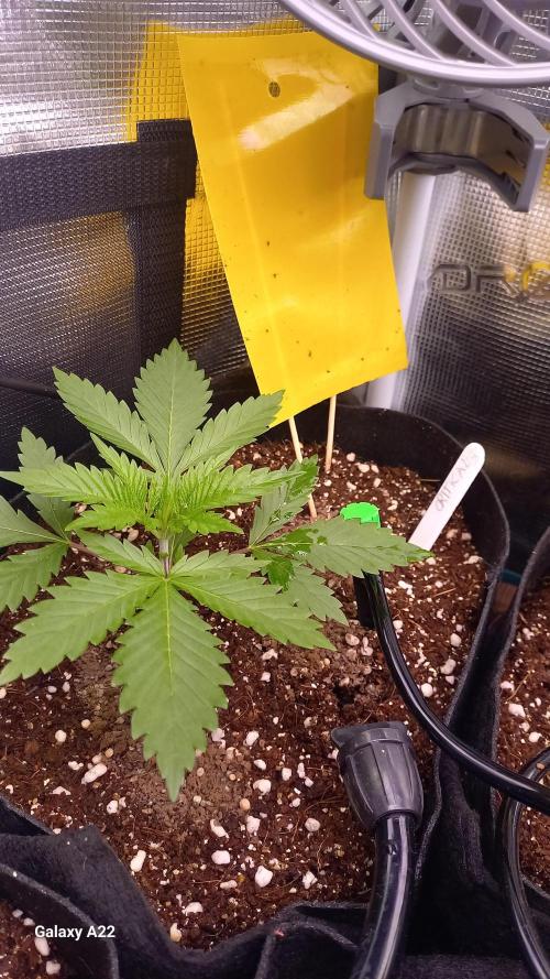 CRITICAL. Week 2