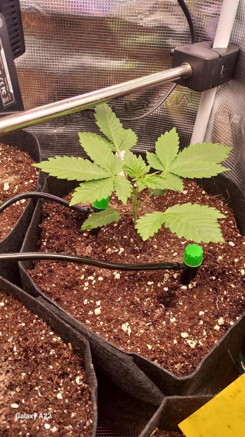 CRITICAL. Week 2