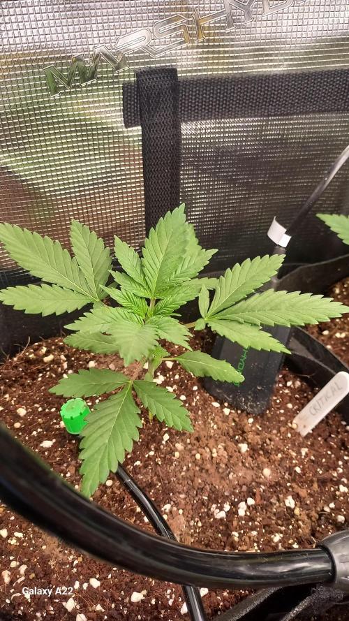 CRITICAL. Week 2