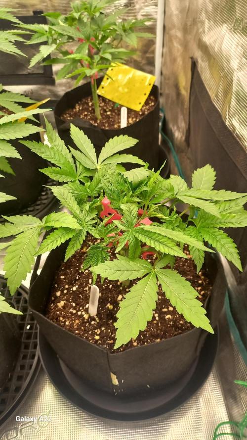 CRITICAL. Week 3