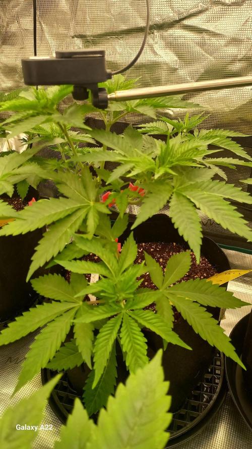 CRITICAL. Week 3
