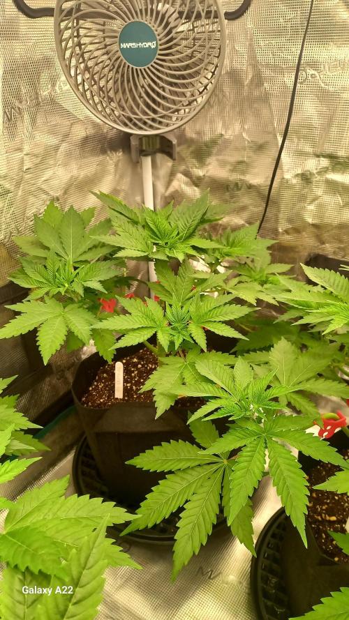 CRITICAL. Week 3