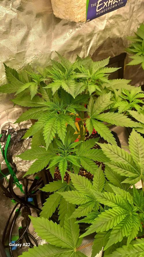 CRITICAL. Week 3