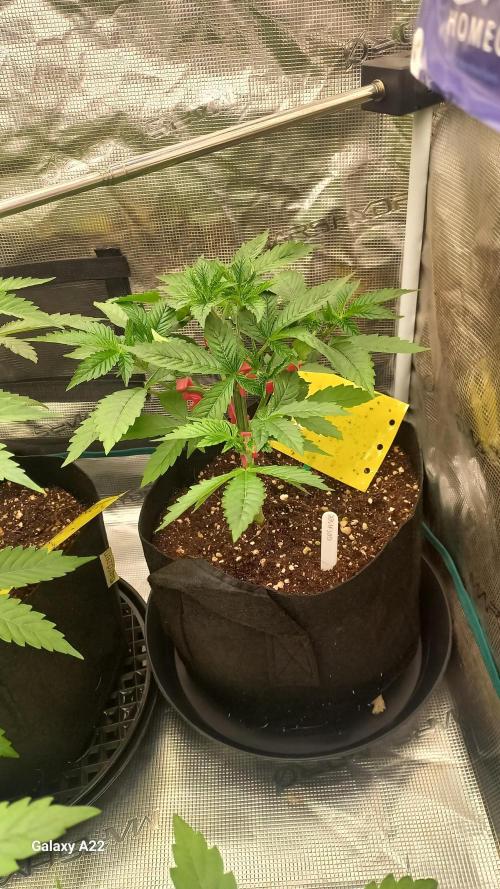 CRITICAL. Week 3
