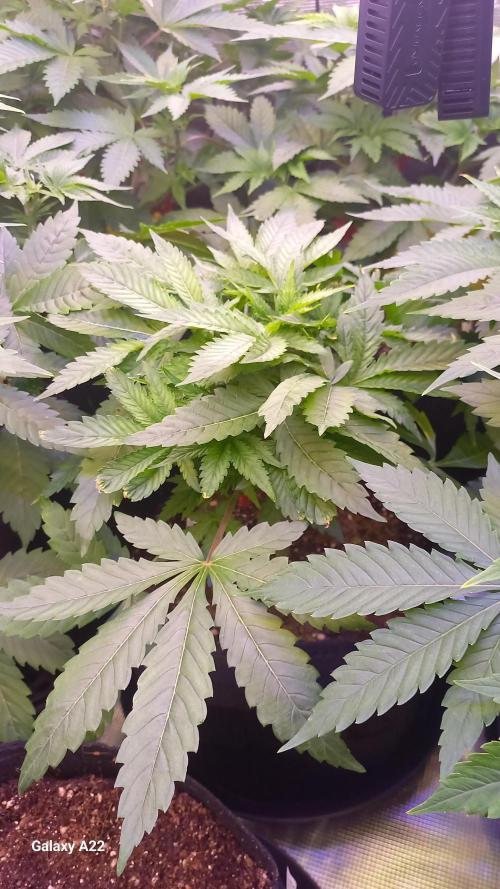 CRITICAL. Week 4