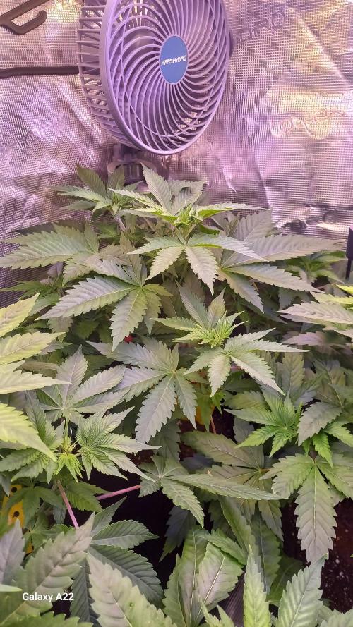 CRITICAL. Week 4