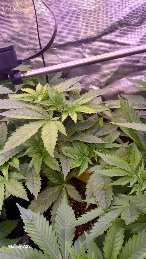 CRITICAL. Week 4