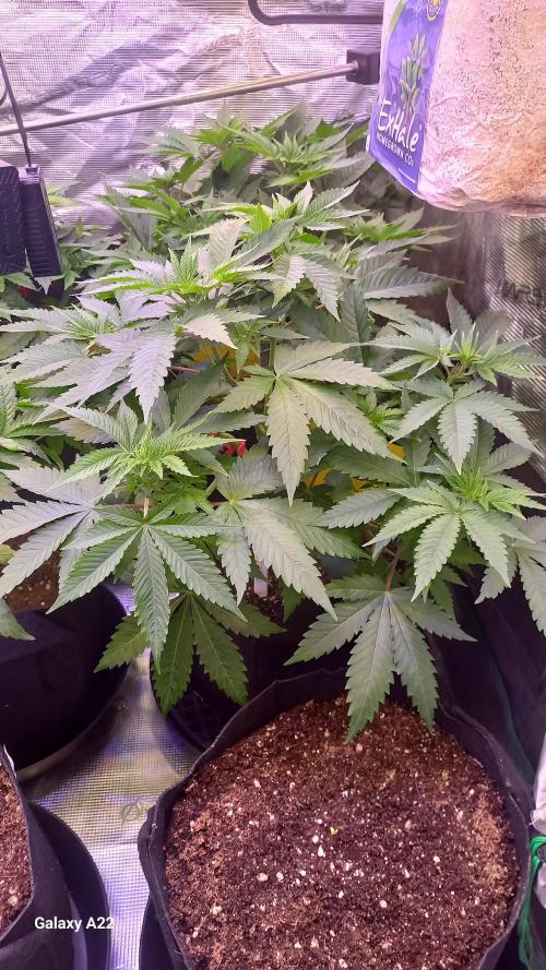 CRITICAL. Week 4