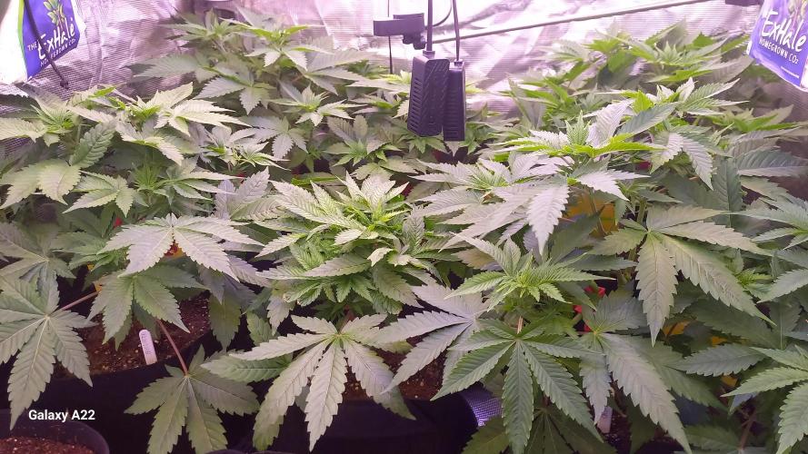 CRITICAL. Week 4
