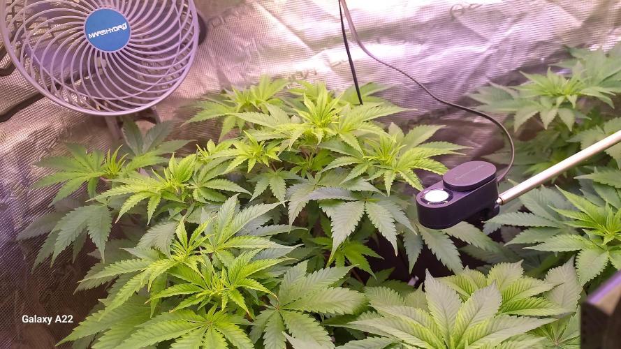CRITICAL. Week 5