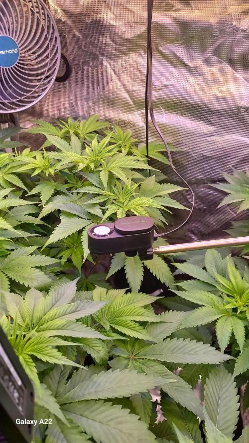 CRITICAL. Week 5