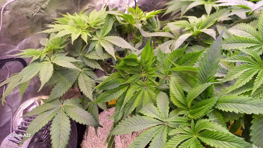 CRITICAL. Week 5