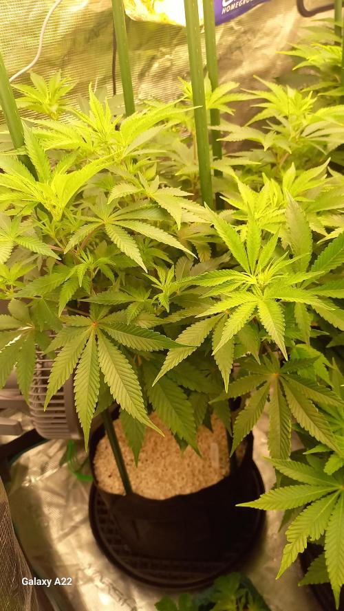 CRITICAL. Week 6