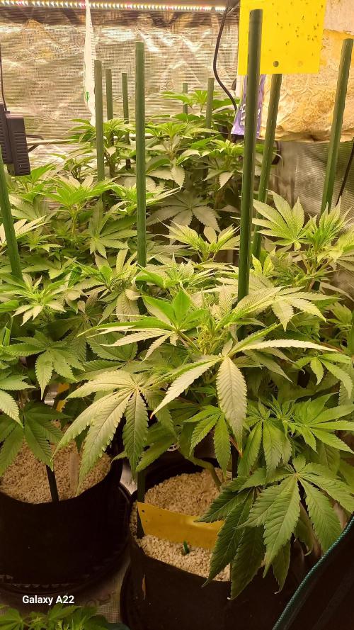CRITICAL. Week 6