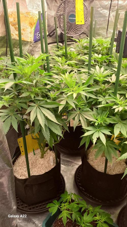 CRITICAL. Week 6