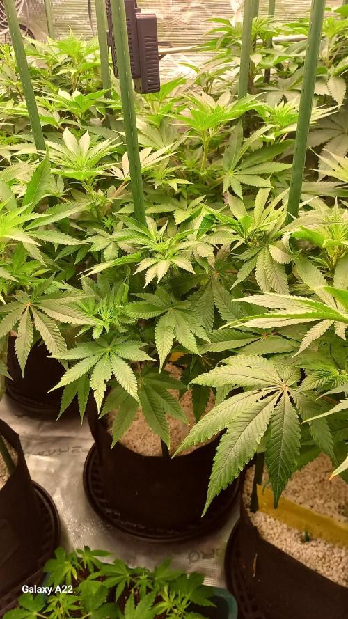 CRITICAL. Week 6