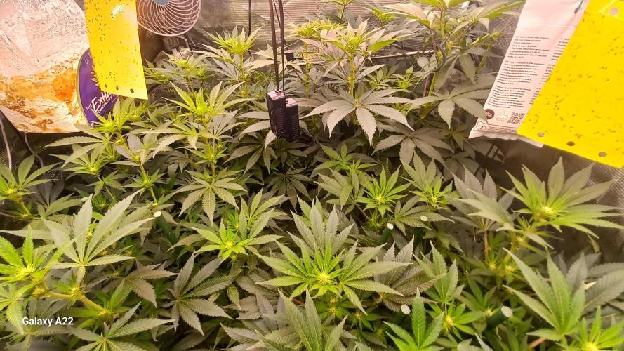 CRITICAL. Week 7