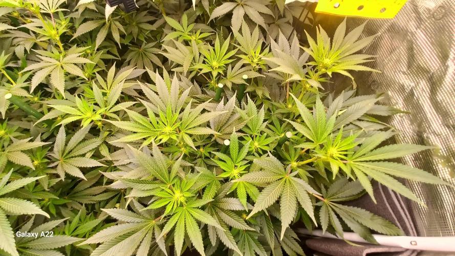 CRITICAL. Week 7