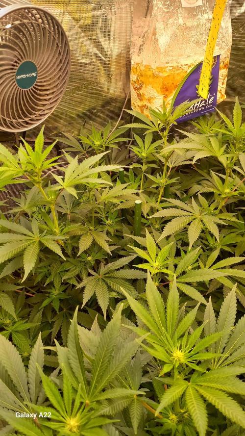 CRITICAL. Week 7