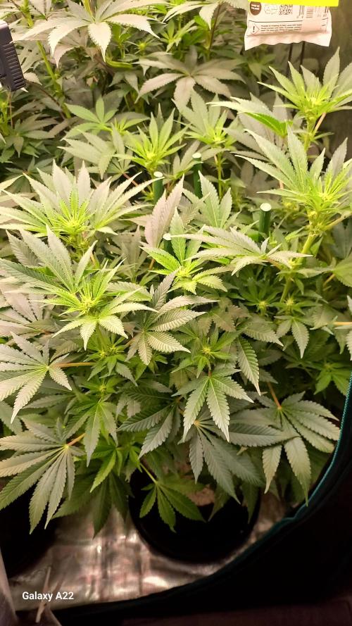 CRITICAL. Week 7