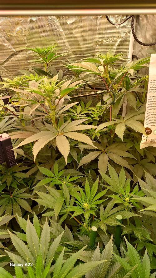 CRITICAL. Week 7