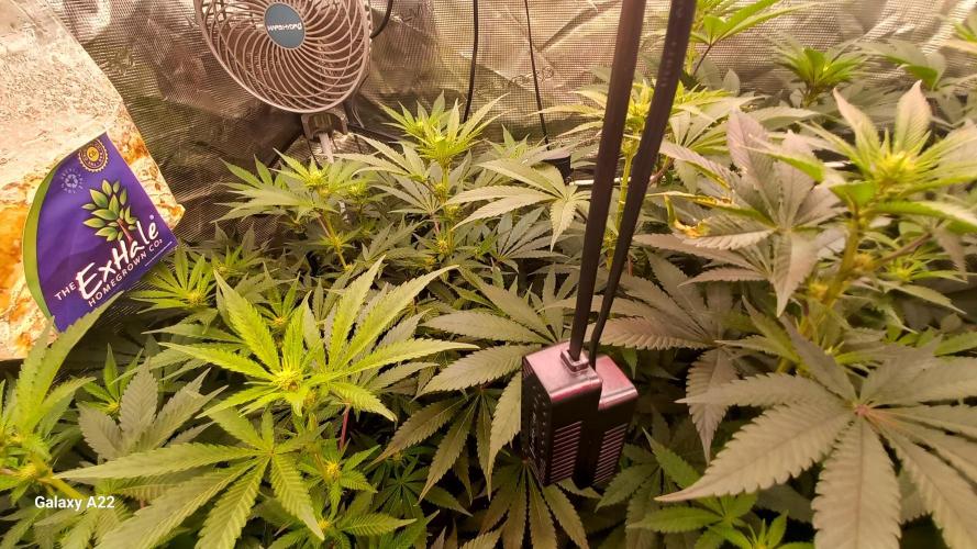 CRITICAL. Week 7