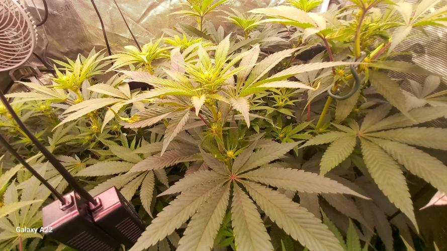 CRITICAL. Week 7