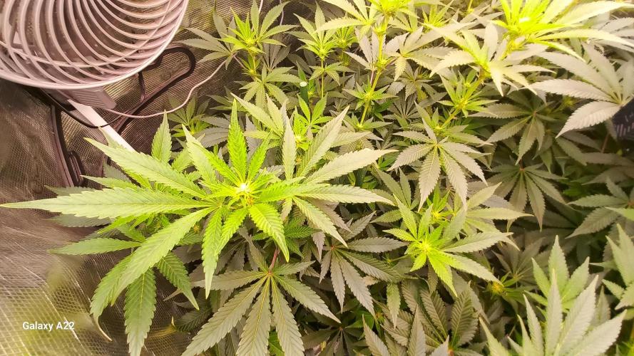 CRITICAL. Week 7