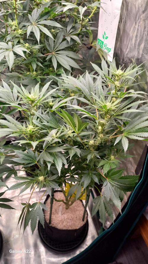 CRITICAL. Week 8