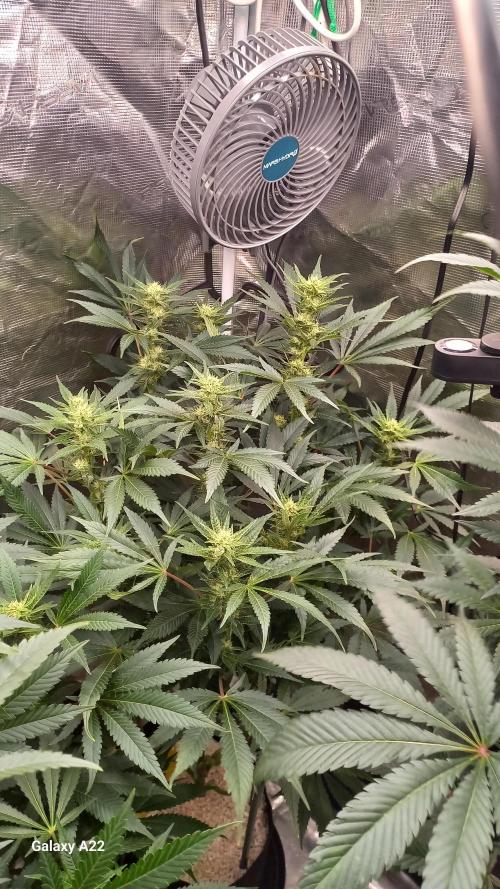CRITICAL. Week 8